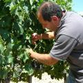 Visit to the Vineyard
