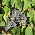The Vines
